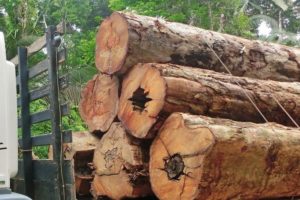 Nutzung von Tropenholz trägt zum Waldschutz bei