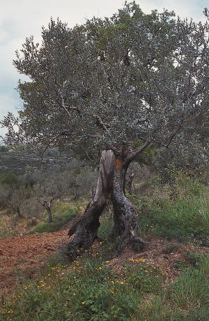 Der Ölbaum oder Olivenbaum