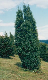 Wacholder ist Baum des Jahres 2002