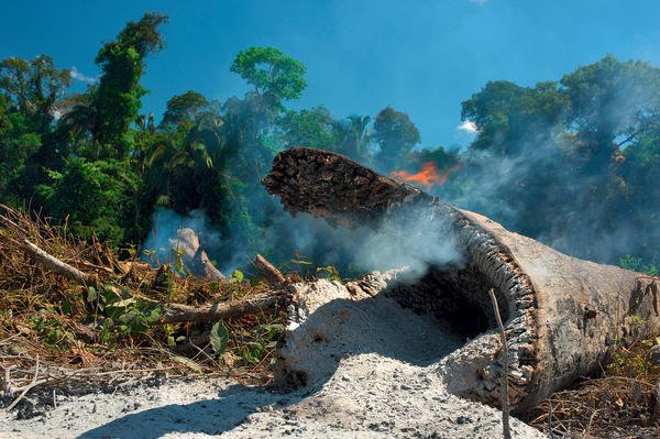 Illegale Abholzung im Amazonas-Gebiet