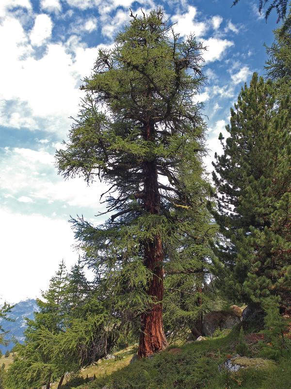 Die Lärche – Pionierbaum mit Nutzen für Mensch und Natur