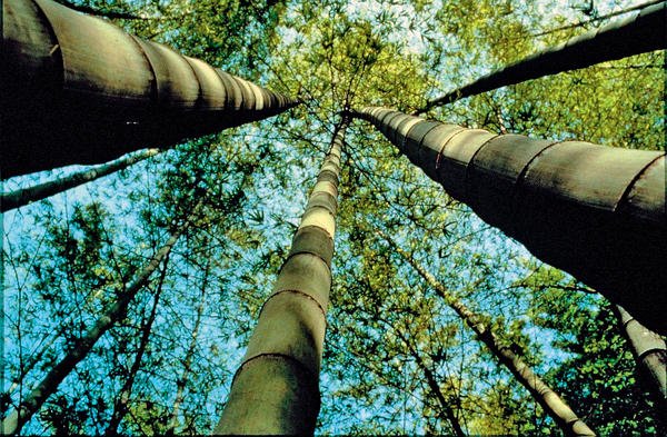 Bambus wird noch grüner