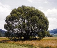 Baum des Jahres ‘99 – Die Silberweide