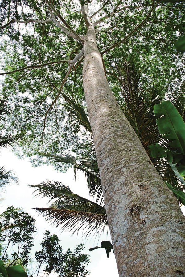 Schnellwachsendes Holz aus Indonesien