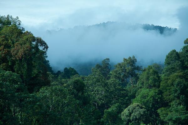 Nachhaltige Waldbewirtschaftung in Malaysia