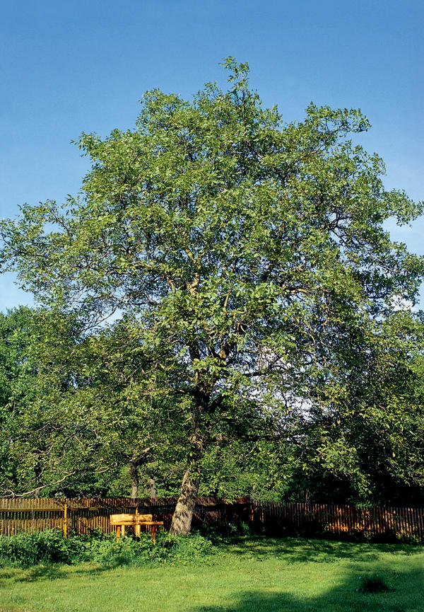 Walnuss ist Baum des Jahres 2008