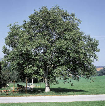 Der Walnussbaum